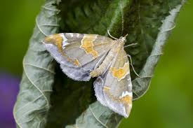 Attēlu rezultāti vaicājumam “Eulithis pyraliata”