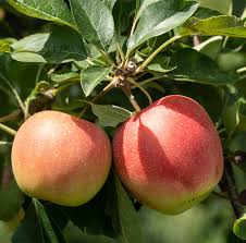 Attēlu rezultāti vaicājumam “Juglans cinerea fruit”