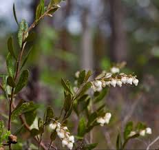 Attēlu rezultāti vaicājumam “Chamaedaphne calyculata leaf”