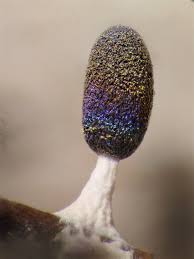 Attēlu rezultāti vaicājumam “Diachea subsessilis young”