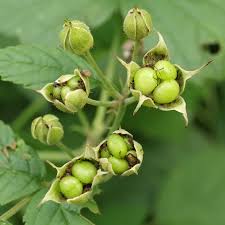 Attēlu rezultāti vaicājumam “Rubus caesius fruit”