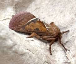 Attēlu rezultāti vaicājumam “Hepialus sylvina female”