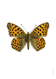 Attēlu rezultāti vaicājumam “Issoria lathonia upperside”