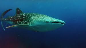 Image result for Rhincodon typus