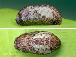 Attēlu rezultāti vaicājumam “Retinia resinella pupa”