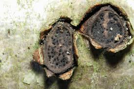 Attēlu rezultāti vaicājumam “Biscogniauxia marginata”