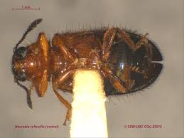 Attēlu rezultāti vaicājumam “Necrobia violacea”