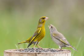 Attēlu rezultāti vaicājumam “Chloris chloris female”