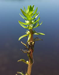 Attēlu rezultāti vaicājumam “Elatinaceae”