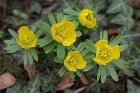 Attēlu rezultāti vaicājumam “Eranthis hyemalis flower”