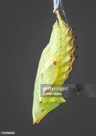 Attēlu rezultāti vaicājumam “Nymphalis pupa”