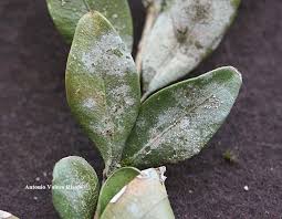 Attēlu rezultāti vaicājumam “Fellhanera subtilis”