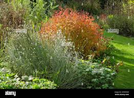 Attēlu rezultāti vaicājumam “Gillenia trifoliata”