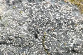 Attēlu rezultāti vaicājumam “Pertusaria amara”