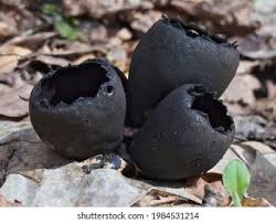 Attēlu rezultāti vaicājumam “Craterium sp.”