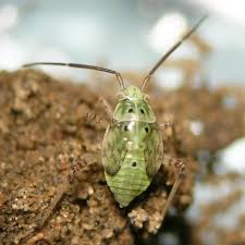 Attēlu rezultāti vaicājumam “Lygus nymph nymph”