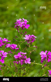 Image result for Hesperis matronalis