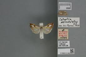 Attēlu rezultāti vaicājumam “Catoptria verellus”