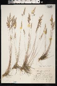 Attēlu rezultāti vaicājumam “Corynephorus canescens leaf”