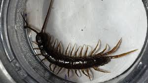 Attēlu rezultāti vaicājumam “Lithobius forficatus”