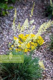 Attēlu rezultāti vaicājumam “Koeleria glauca flower”