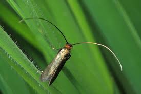 Attēlu rezultāti vaicājumam “Adelidae”