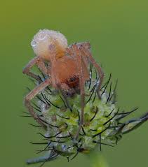 Attēlu rezultāti vaicājumam “Cheiracanthium sp.”