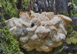 Attēlu rezultāti vaicājumam “Hericium cirrhatum”