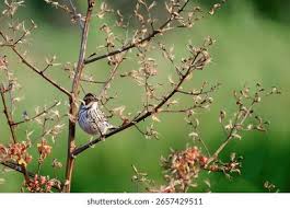 Image result for Emberiza pusilla