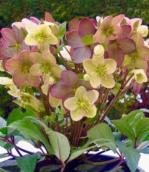 Image result for Christrose