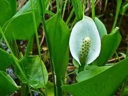 Attēlu rezultāti vaicājumam “Calla palustris leaf”