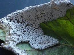 Attēlu rezultāti vaicājumam “Diderma chondrioderma”