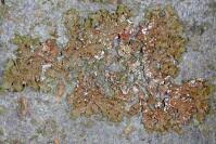 Attēlu rezultāti vaicājumam “Melanohalea exasperata”