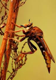 Attēlu rezultāti vaicājumam “Asilus crabroniformis”