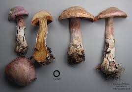 Attēlu rezultāti vaicājumam “Cortinarius traganus”