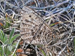 Attēlu rezultāti vaicājumam “Nymphalidae”