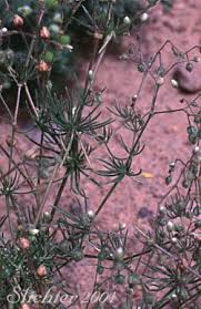 Attēlu rezultāti vaicājumam “Spergula arvensis”