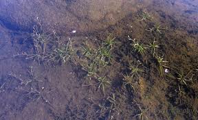 Attēlu rezultāti vaicājumam “Subularia aquatica”