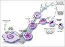 6. Autoimmune Diseases and the Promise of Stem Cell-Based ...