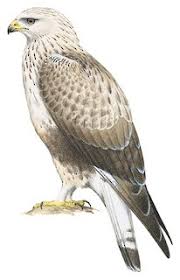 Image result for Buteo lagopus