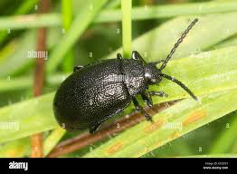 Attēlu rezultāti vaicājumam “Galeruca tanaceti”