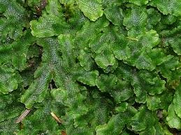 Attēlu rezultāti vaicājumam “Marchantiopsida”