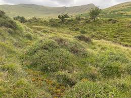 Attēlu rezultāti vaicājumam “Palustriella falcata”