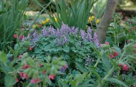 Attēlu rezultāti vaicājumam “Corydalis solida flower”