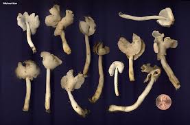 Attēlu rezultāti vaicājumam “Helvella”