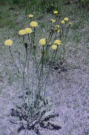 Attēlu rezultāti vaicājumam “Hypochaeris radicata bud”