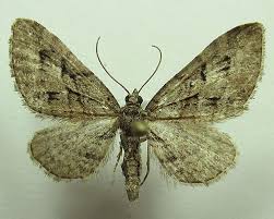 Attēlu rezultāti vaicājumam “Eupithecia pusillata”