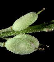 Attēlu rezultāti vaicājumam “Berteroa incana fruit”