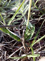 Attēlu rezultāti vaicājumam “Aulacidea hieracii”