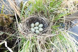 Attēlu rezultāti vaicājumam “Anas platyrhynchos eggs”